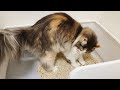 砂かきが割と強いので猫トイレをワイドにしました | ノルウェージャンフォレストキャット Norwegian forest cat