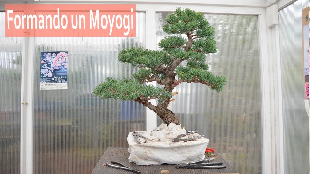 Formando un Moyogi - Bonsai Colmenar