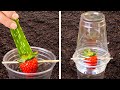 Smart Garden tricks to Grow a Big harvest