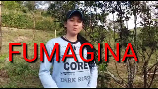 Como combater a fumagina. Praga das Laranjeiras