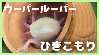 【ウーパールーパー】ドカンが窮屈そうなのでタコツボに変更したら出てこなくなった！【ひきこもり】Cute Axolotl