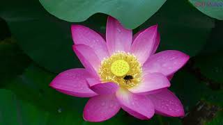 Lotus Flowers Garden Japanese Piano  Music | Soft Peace screenshot 2