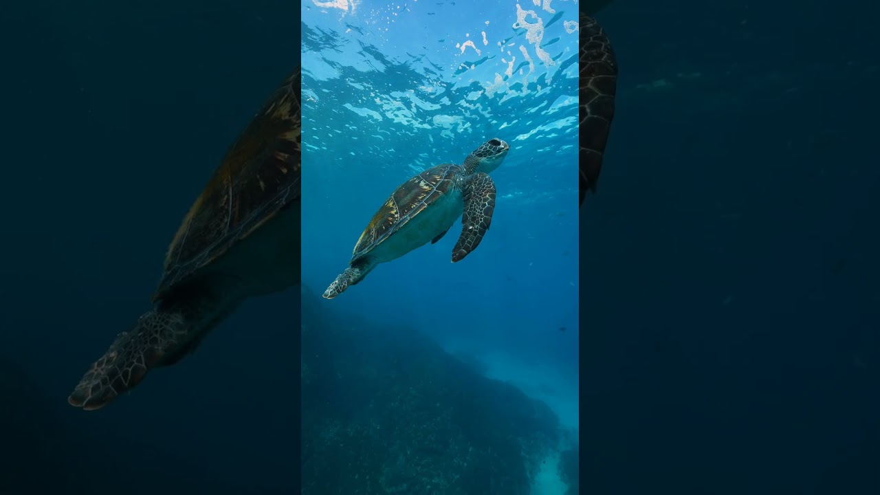 Welcome to Julian Rocks part II 🤿