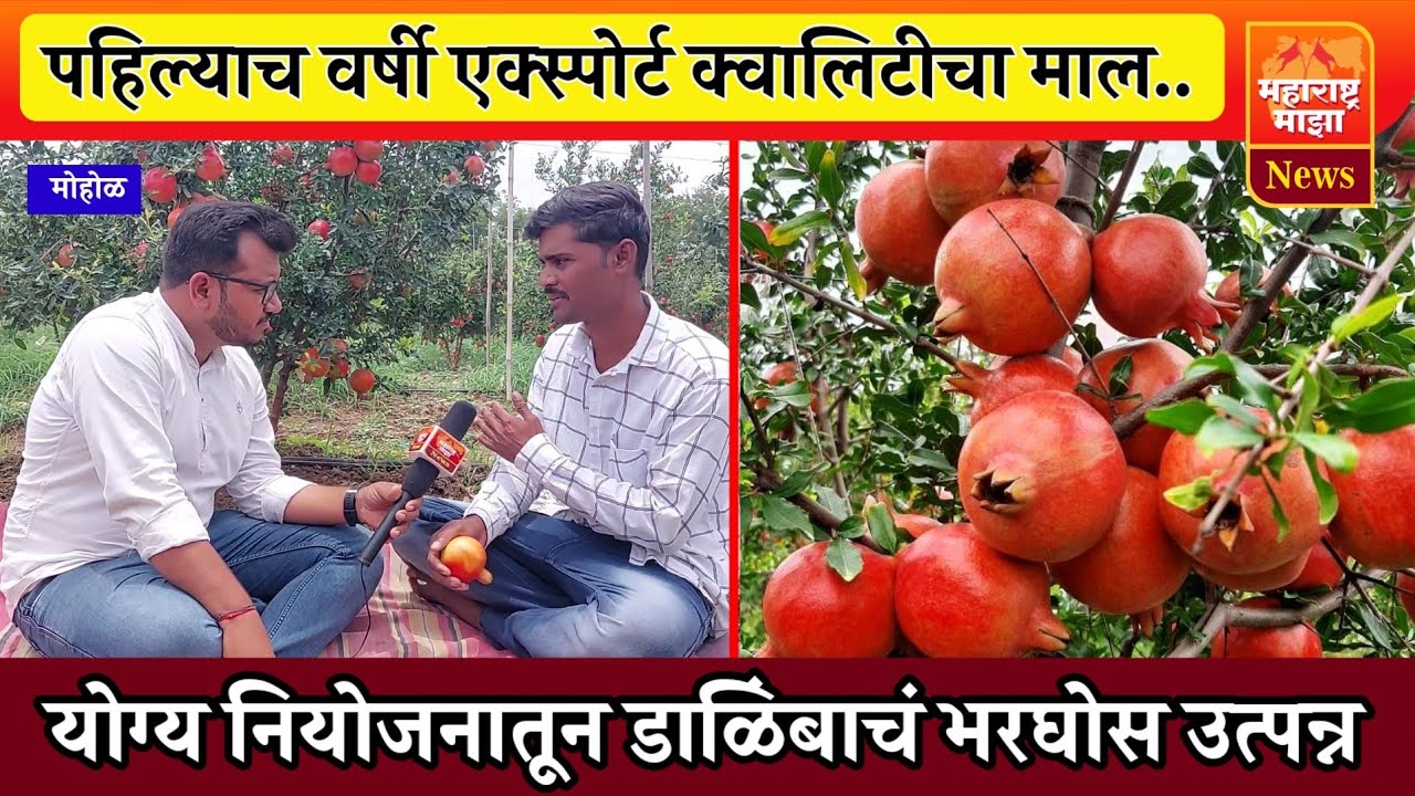 ♦️एक्स्पोर्ट क्वालिटीची डाळिंब शेती | योग्य नियोजनातून पहिल्याच वर्षी दर्जेदार उत्पन्न👌