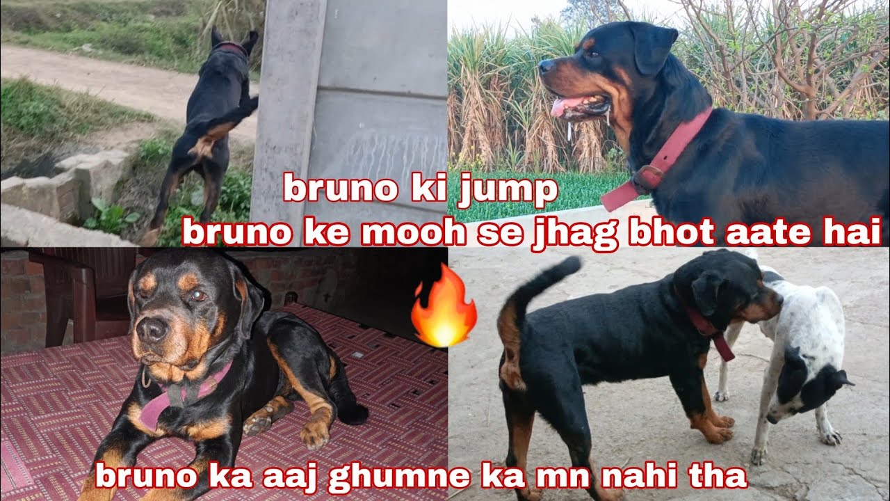 Bruno ka aaj ghumne ka mn nahi tha // original rottweiler dog breed // dog vlog // dog aim
