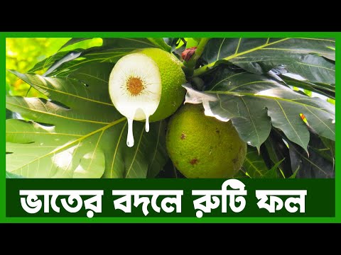 ভিডিও: সাধারণ ব্রেডফ্রুট জাত: ব্রেডফ্রুট গাছের বিভিন্ন প্রকার