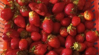 ##fruit distribution#strawberry poem ## happy😊 ##Government 🏫 school##primary zone##Youtube #video