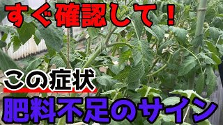 【トマト】まだ間に合う肥料不足の時に起きる症状について紹介します。【家庭菜園】