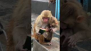 mom monkey sharing watermelon with couple of twins baby #feedinganimal