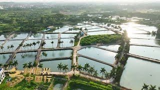 广东茂名：总产值近150亿元！“摇钱树”种植面积超23万亩，罗非鱼“游”向世界餐桌 「乡村振兴中国行」| 财经风云