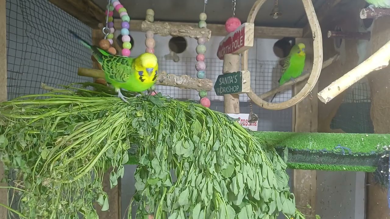 English: Who taught it to say that? 🤭