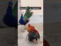 Peacock 🦚 vs Rooster 🐓 #PeacockFight #PeacockVsRooster #RoosterVsPeacock #PeacockFighting