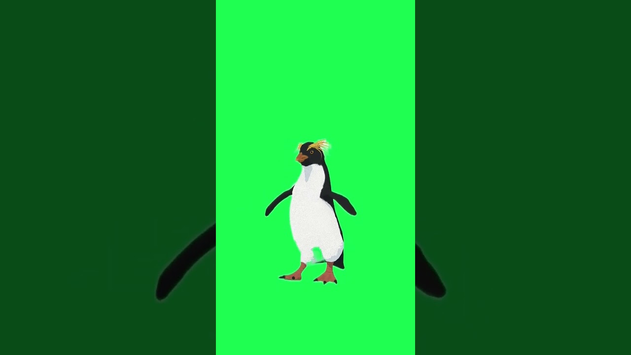 Penguin walk pose #greenscreen