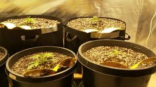 HLG week 2 veg G.W. can we get 3LB in a 4x8 with 2 550 HLG v2 r quantum board