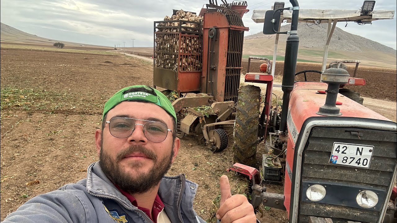 Pancar hasatı dekara 11 ton net pancar tarladan sofranıza afiyet olsun