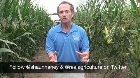 Wheat School: Peter Johnson on the Benefits of Starter Fertilizer in the Fall
