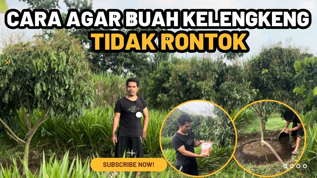 Pemupukan kelengkeng New Kristal dan Itoh Super, buah jadi lebat