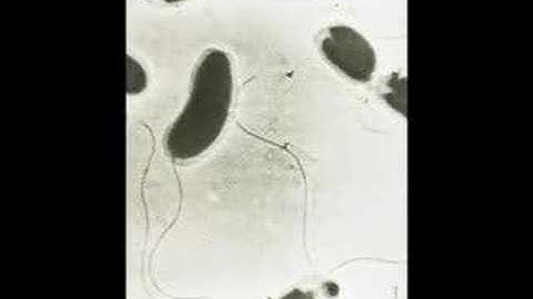 Steven Johnson on THE GHOST MAP