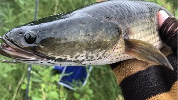 Phát hiện đám cỏ hoang toàn cá lóc rê mà giật liên tục luôn | THÚ VUI MIỀN TÂY. Tập 382