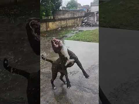 shadow #pitbull #dog #petshub #dogbreed #dogbreed #pets #ytshorts #puppy #dogtype