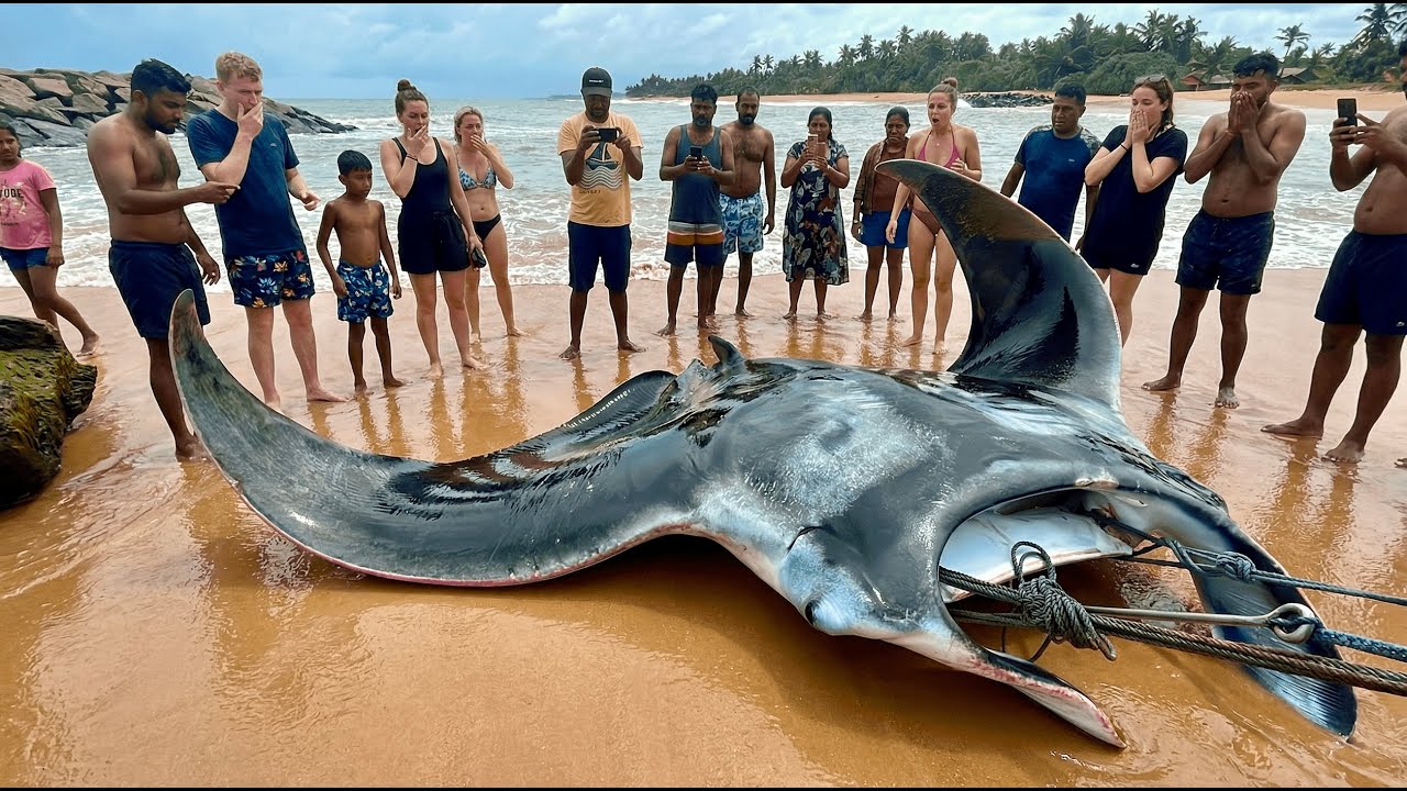 Breathtaking! 500kg manta ray fishing and cutting and tuna fish harvest