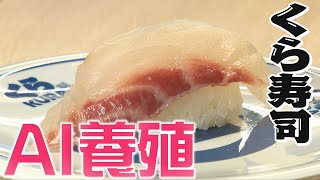 【くら寿司の裏側】人気メニューから業界初の“AI養殖”まで･･･魚体が大きく環境面でもメリット