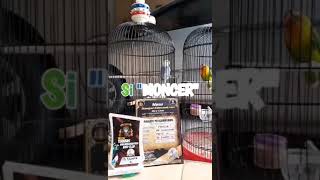 Download Lagu Lovebird BS ngekek panjang | mental juara MP3