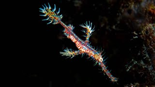 Natures Stealth Master The Ghost Pipefish Explained