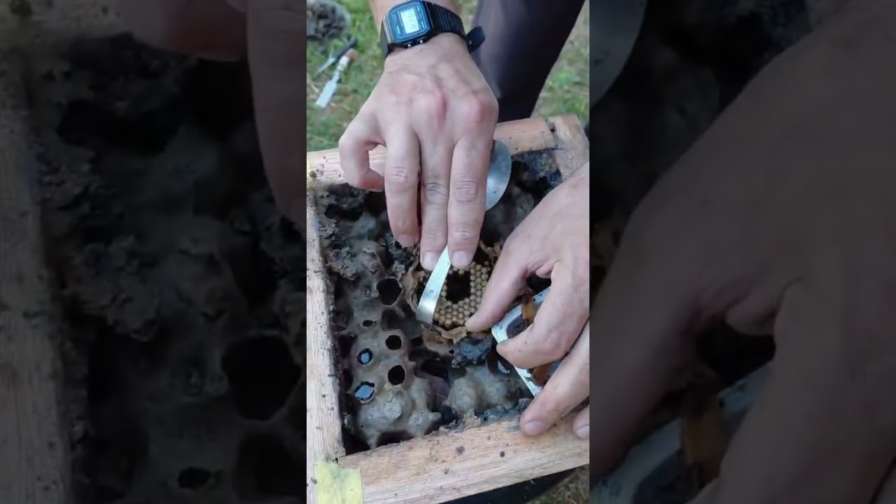 Mais uma # divisão  de abelhas # mandaçaia 