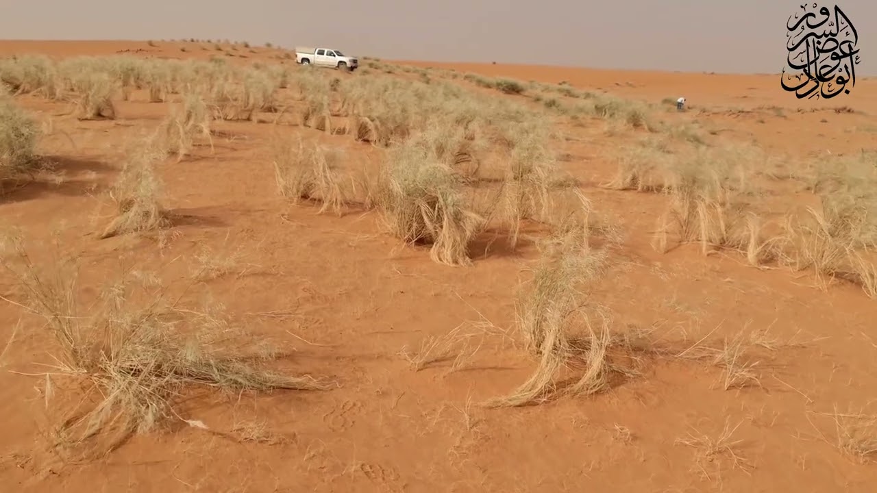 نبات السبط بكثافة وارتفاع يصل المتر بمحمية الملك عبدالعزيز ( الدهناء )