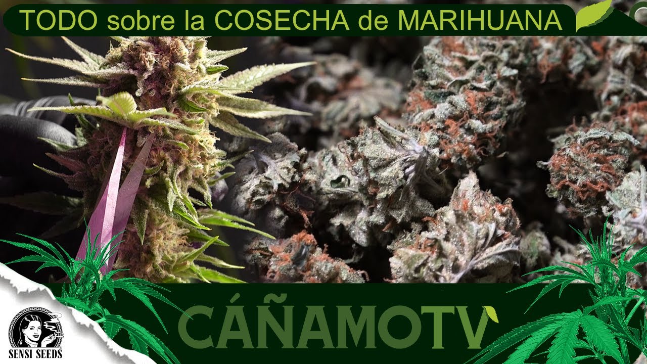 GUÍA DE CULTIVO: TODO sobre la COSECHA de MARIHUANA