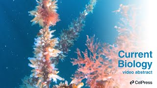 Unlocking Larval Settlement In Marine Invertebrates Curr. Biol., Feb. 8, 2024 Vol. 34, Issue 6