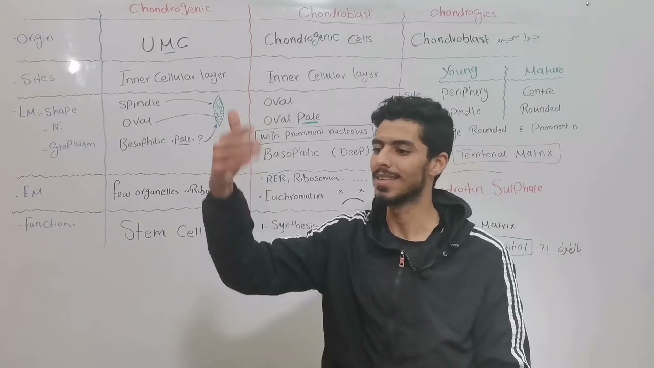 Histology MSK Cartilage 2