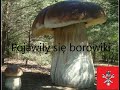 Borowiki Szlachetne w Puszczy otwierają nowy sezon na grzyby 2021. The lots Mushrooms in the forest.