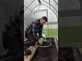 Working in the Greenhouse in December,  Reusing Compost.#gardening #diy