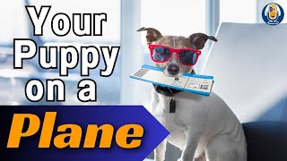 Flying A Dog Or Puppy: Susan's PreFlight Plan #233 #podcast