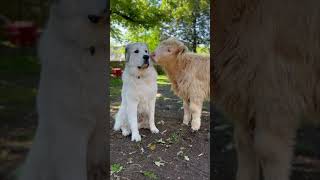 Calf Mistakenly Suckles On Farm Dog's Ear As Mother
