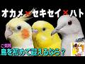 犬⇒初めて鳥を迎えるならどの種がいい?初心者にも向いてるインコは?セキセイインコ✖オカメインコ✖ジュズカケバト #1801