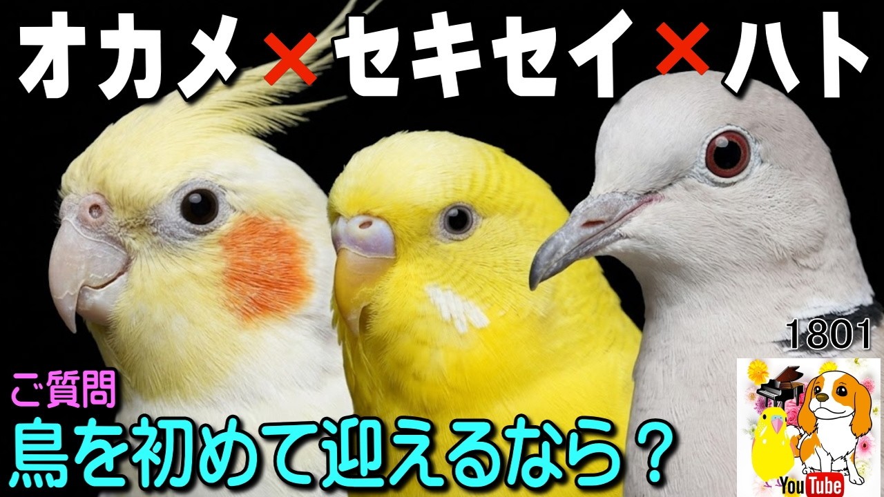 犬⇒初めて鳥を迎えるならどの種がいい?初心者にも向いてるインコは?セキセイインコ✖オカメインコ✖ジュズカケバト #1801