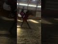 0 problems… #eq #equestrian #horse #foryou #showjumping #shorts