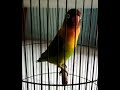 LOVEBIRD isian cililin,gereja tarung,tengkek #lovebird #lovebirdgacor #lovebirdmasteran #shorts