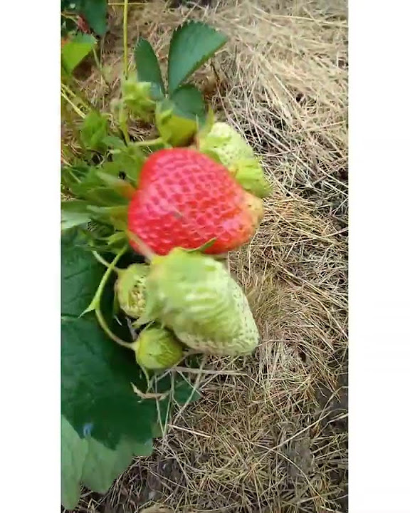 Японский сорт клубники Чамора Туруси 🍓🍓🍓 - YouTube
