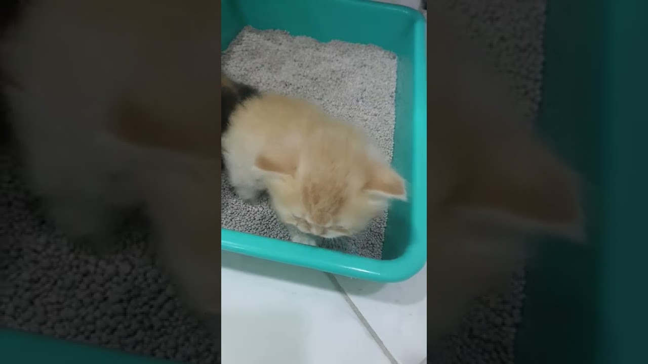 One Month Old Kittens First Time  Using Litter Box  