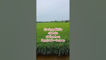 Bán 10 công đất lúa ở xã thạnh an,thạnh hóa,long an.Sđt 0979920397