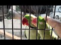 Talking Parrot Sunbathing | Sun Bath | Sunbathing  &amp; Talking Parrot Handshaking 🦜| Handshake