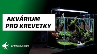 Jak založit akvarium pro krevetky