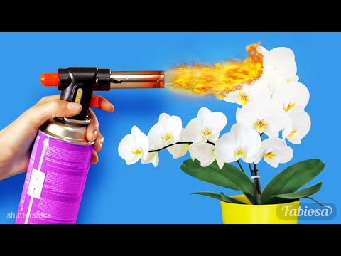 Video: Come Far Sbocciare Un'orchidea