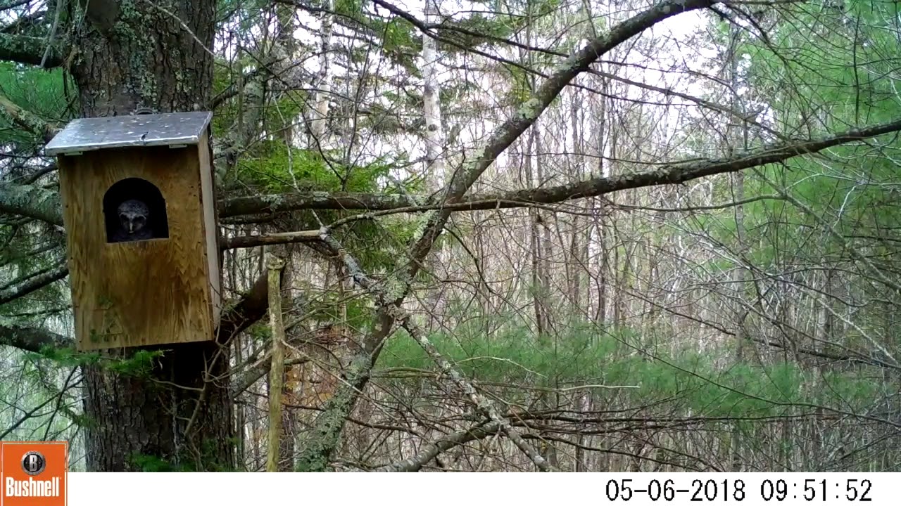 Barred Owl Box 2018 YouTube