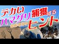 潮干狩り編:潮干狩りの聖地！ 三重県御殿場海岸 2024 デカいハマグリはここにいる！