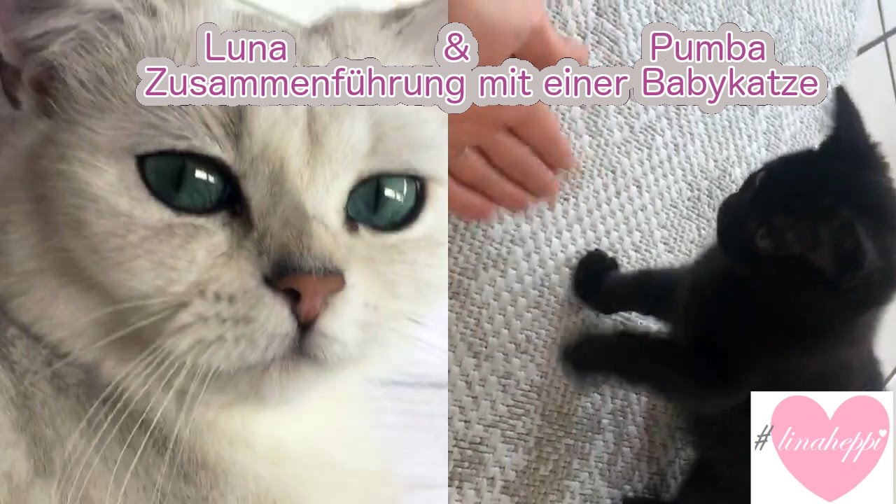 Luna Pumba Teil 1 Zusammenführung Babykatze Kitten Erfahrungen Tipps Linaheppi